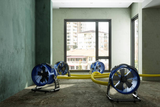 Best Professional water damage repair  in Pembroke Park, FL